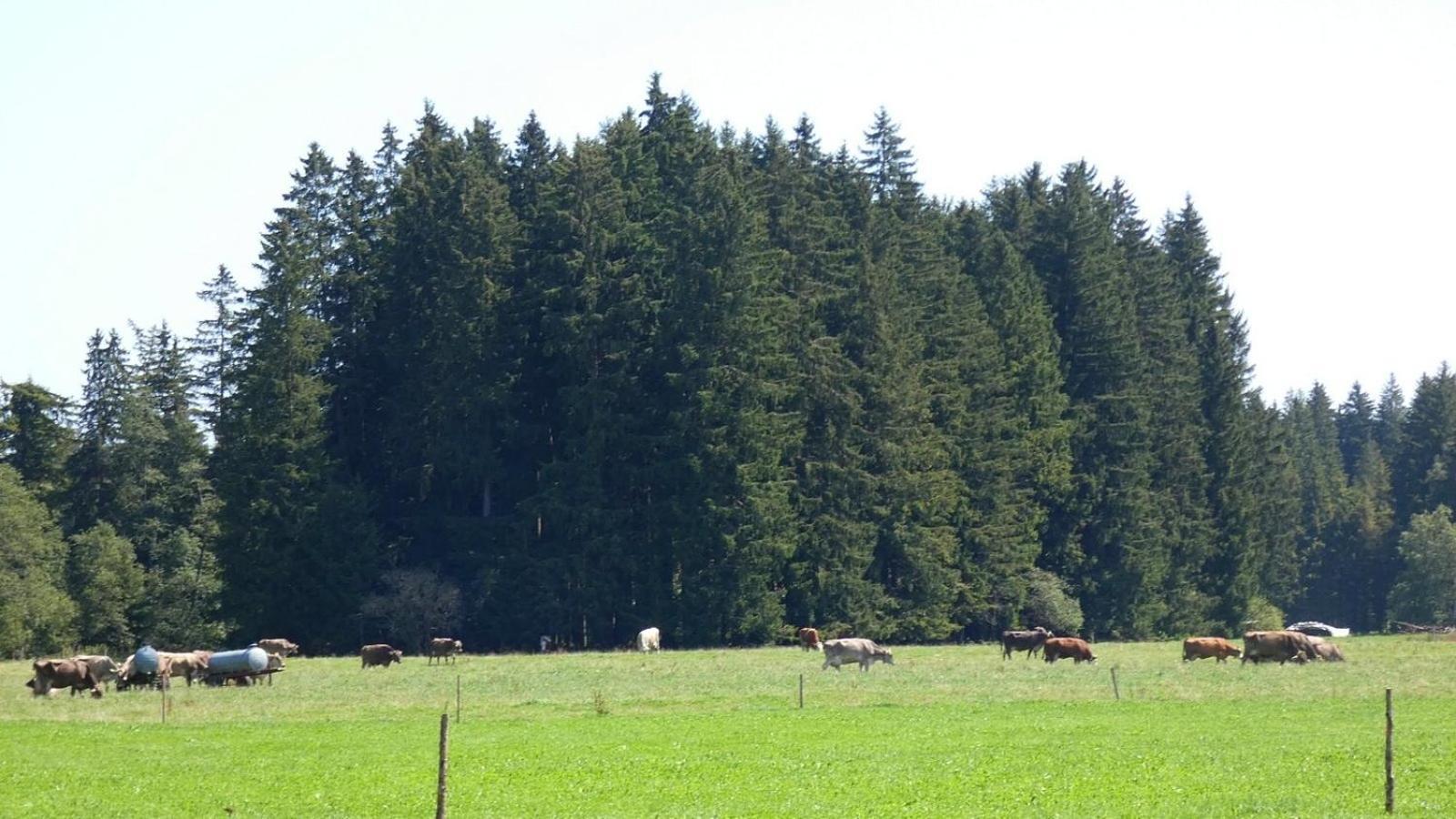 Ferienwohnung Nr 5, Lechbruck-Gruendl, Allgaeu Prem Zewnętrze zdjęcie